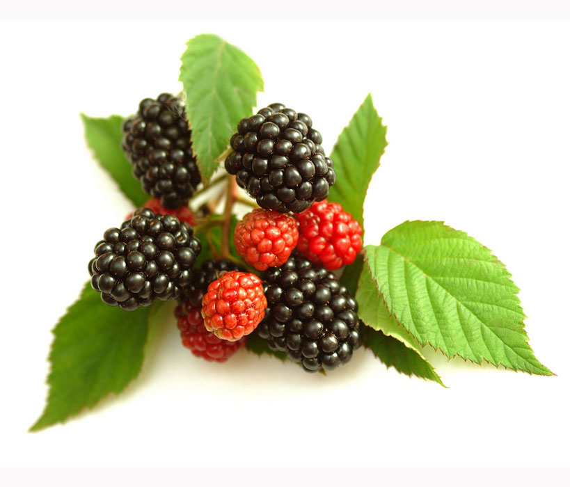 نهال تمشک وحشی